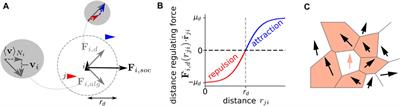 Impact of Variable Speed on Collective Movement of Animal Groups